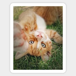 orange kitten lying upside down Sticker